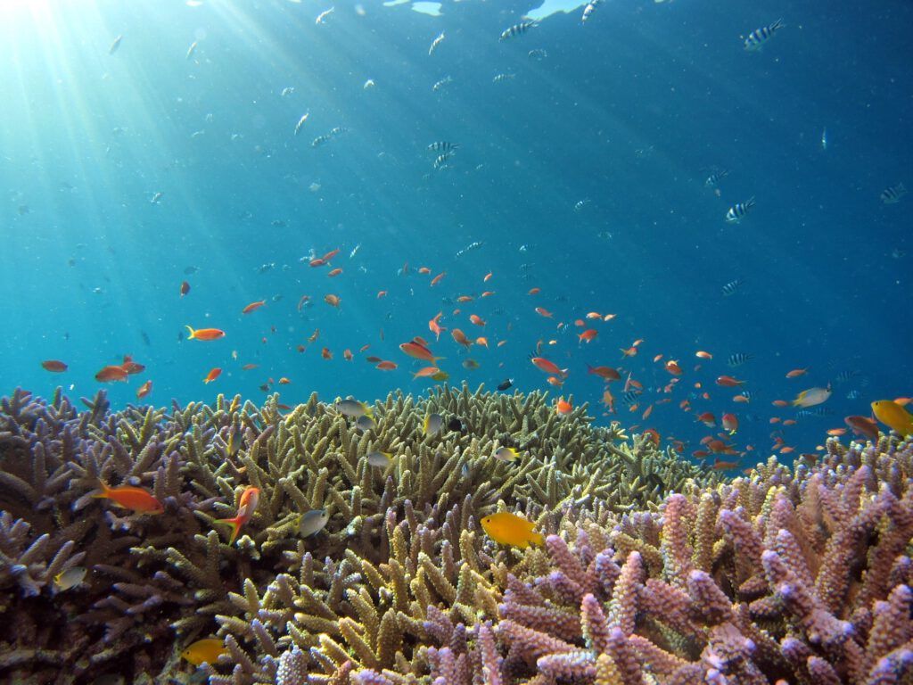 neue korallen zucht malediven