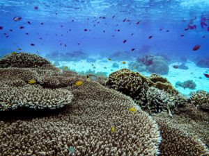 Stony Coral Tissue Loss Disease