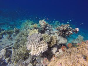 korallen krankheit karibik